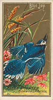 Blue Jay, from the Birds of America series (N4) for Allen & Ginter Cigarettes Brands