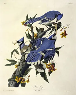 Ornithological Prints: Blue Jay, Corvus Christatus, 1845
