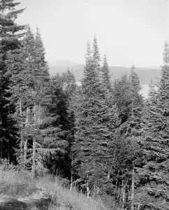 Adirondacks Prints: Blue Mountain from the crags, Adirondack Mts. N.Y. between 1900 and 1910. Creator: Unknown
