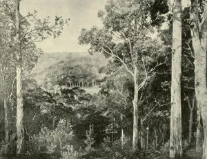 Eucalyptus Prints: The Blue Mountains, 1901. Creator: Unknown