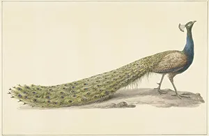 Tail Prints: Blue peacock (Blue pauw), 1759-1842. Creator: Pieter Bartholomeusz. Barbiers