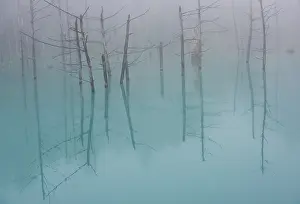 Silent Prints: Blue Pond. Creator: Dorte Verner