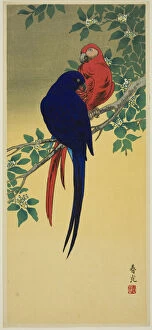 Parrot Collection: Blue and Red Macaws, n.d. Creator: Shunko