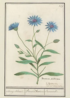 Boodt Anselmus De Prints: Blue Strawflower (Catananche caerulea)