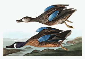 John James Audubon 1785 1851 Prints: Blue Winged Teal, Anas Discors, 1845