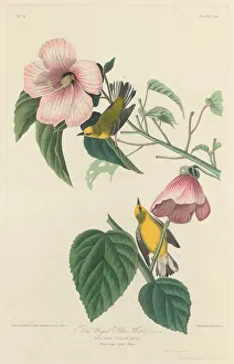 Blue-winged Yellow Warbler, 1827. Creator: Robert Havell