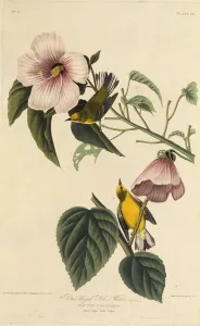 Audubon Prints: Blue winged yellow warbler. From The Birds of America, 1827-1838. Creator: Audubon