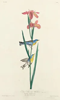 Havell Robert Prints: Blue Yellow-backed Warbler, 1827. Creator: Robert Havell