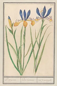 Boodt Anselmus De Prints: Blue-yellow Iris (Iris sibirica), 1596-1610. Creators: Anselmus de Boodt, Elias Verhulst