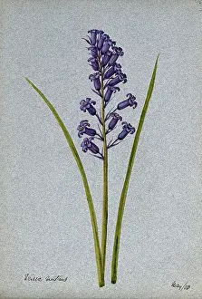 Single Stem Prints: Bluebell (Hyacinthoides non-scripta): flowering stem, 1903. Creator: Unknown