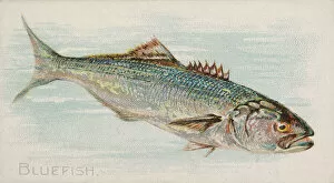 Fierce Gallery: Bluefish, from the Fish from American Waters series (N8) for Allen &