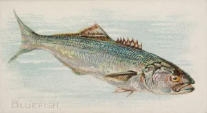 Lindner Eddy Claus Prints: Bluefish, from the Fish from American Waters series (N8) for Allen &amp