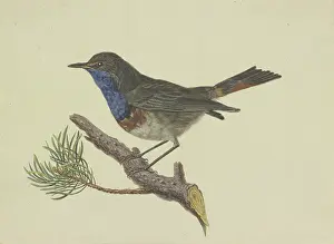 Bluethroat, sitting on a pine branch, facing left, late 18th century. Creator: Ambrosius Gabler