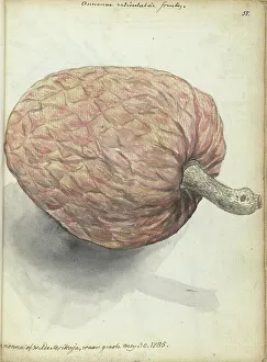 Java Indonesia Prints: Boannona or wild serikaja, 1785. Creator: Jan Brandes