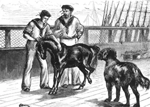 Galpin Prints: On Board The Serapis': The Pony and Thibet Mastiff, c1891. Creator: James Grant