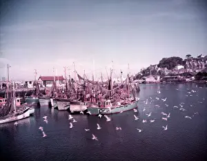 Laridae Prints: Boats and gulls in the harbour at Brixham