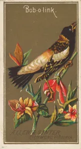 Bob-o-link, from the Birds of America series (N4) for Allen &