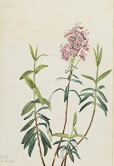 Cream Background Gallery: Bog Kalmia (Kalmia polifolia), 1922. Creator: Mary Vaux Walcott