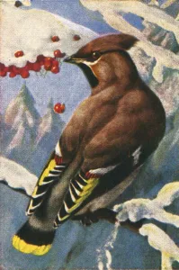 Berries Gallery: Bohemian waxwing, c1928. Creator: Unknown
