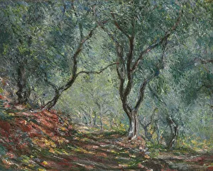Olive Trees Prints: Bois d oliviers au jardin Moreno, 1884. Artist: Monet, Claude (1840-1926)