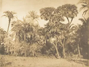 Al Minya Gallery: Bois de Dattiers et de Doums, a Hamarneh, 1849-50. Creator: Maxime du Camp