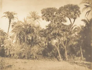 Al Minya Prints: Bois de Dattiers et de Doums, a Hamarneh, 1849-50. Creator: Maxime du Camp