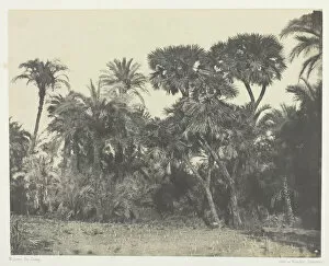 Date Palm Gallery: Bois de Dattiers et de Palmiers Doums, Haute-Egypte, 1849 / 51, printed 1852