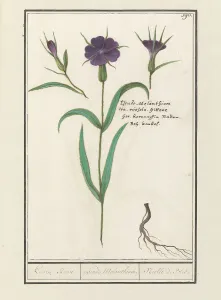 Bolderik (AgroStemma Gitage), 1596-1610. Creators: Anselmus de Boodt, Elias Verhulst