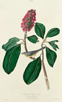 Crested Flycatcher Gallery: Bonaparte Fly Catcher, 1827. Creator: William Home Lizars