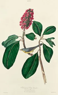 Lizars William Home Prints: Bonaparte Fly Catcher, 1827. Creator: William Home Lizars