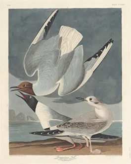 Laridae Prints: Bonapartian Gull, 1836. Creator: Robert Havell