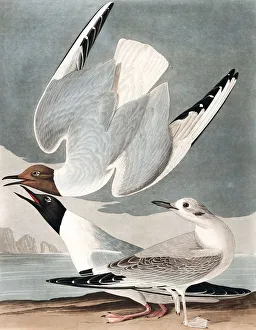 John James Audubon 1785 1851 Prints: Bonapartian Gull, Larus Bonapartii, 1845