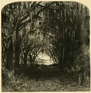 Tillandsia Usneoides Gallery: Bonaventure Cemetery, 1872. Creator: John Filmer