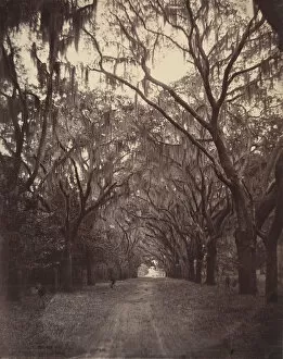 Tillandsia Usneoides Gallery: Bonaventure Cemetery, Four Miles from Savannah, 1866. Creator: George N. Barnard