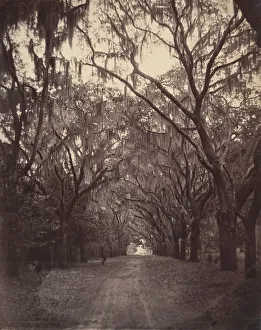 Tillandsia Usneoides Prints: Bonaventure Cemetery, Four Miles from Savannah, 1866. Creator: George N. Barnard