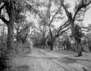 Bonaventure Prints: Bonaventure Cemetery, Savannah, Ga. between 1900 and 1906. Creator: William H. Jackson