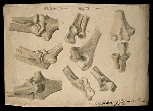 Whishaw Prints: Bones of the elbow joint: eight figures, 1853/10/24. Creator: J.C. Whishaw