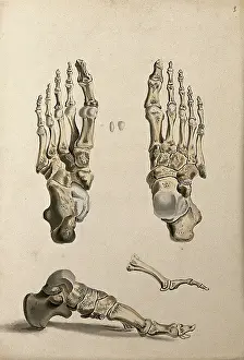 Cheselden William Prints: Bones of the foot, 1830-1835. Creator: Unknown