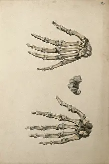 Cheselden William Prints: Bones of the hand: three figures, 1830-1835. Creator: Unknown
