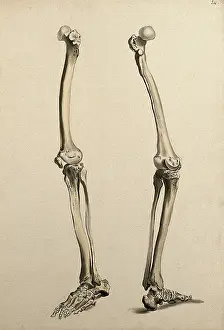 Portion Prints: Bones of the leg and foot, 1830-1835. Creator: Unknown