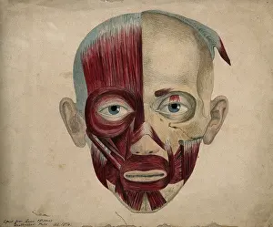 Whishaw Prints: Bones and muscles of the face, 1854. Creator: J.C. Whishaw