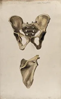 Mongrdien Prints: Bones of the pelvis and scapula: two figures, 1880. Creator: Adele Mongredien