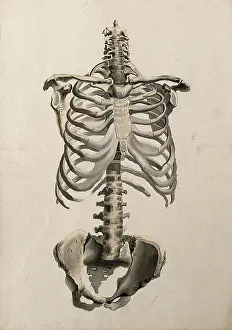 Portion Prints: Bones of the torso: front view, 1830-1835. Creator: Unknown