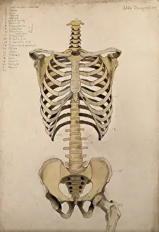 Portion Prints: Bones of the trunk and pelvis: front view, 1880. Creator: Adele Mongredien