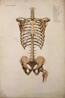 Portion Prints: Bones of the trunk and pelvis: front view, 1880. Creator: Jeannette Mongredien