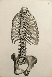 Portion Prints: Bones of the trunk: back view, 1830-1835. Creator: Unknown
