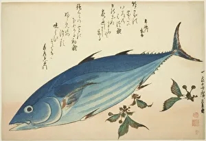 Bonito and saxifrage, from an untitled series of fish, c. 1832/33. Creator: Ando Hiroshige