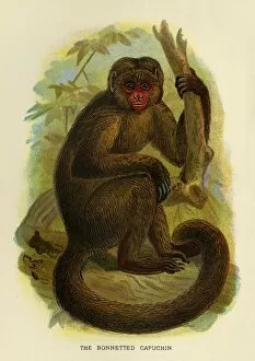 R Bowdler Sharpe Gallery: The Bonneted Capuchin, 1896. Artist: Henry Ogg Forbes