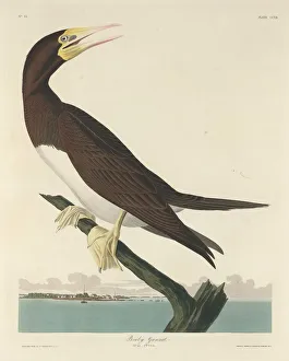 Gannet Prints: Booby Gannet, 1834. Creator: Robert Havell