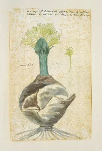 Root Prints: Boophone haemanthoides F.M. Leighton